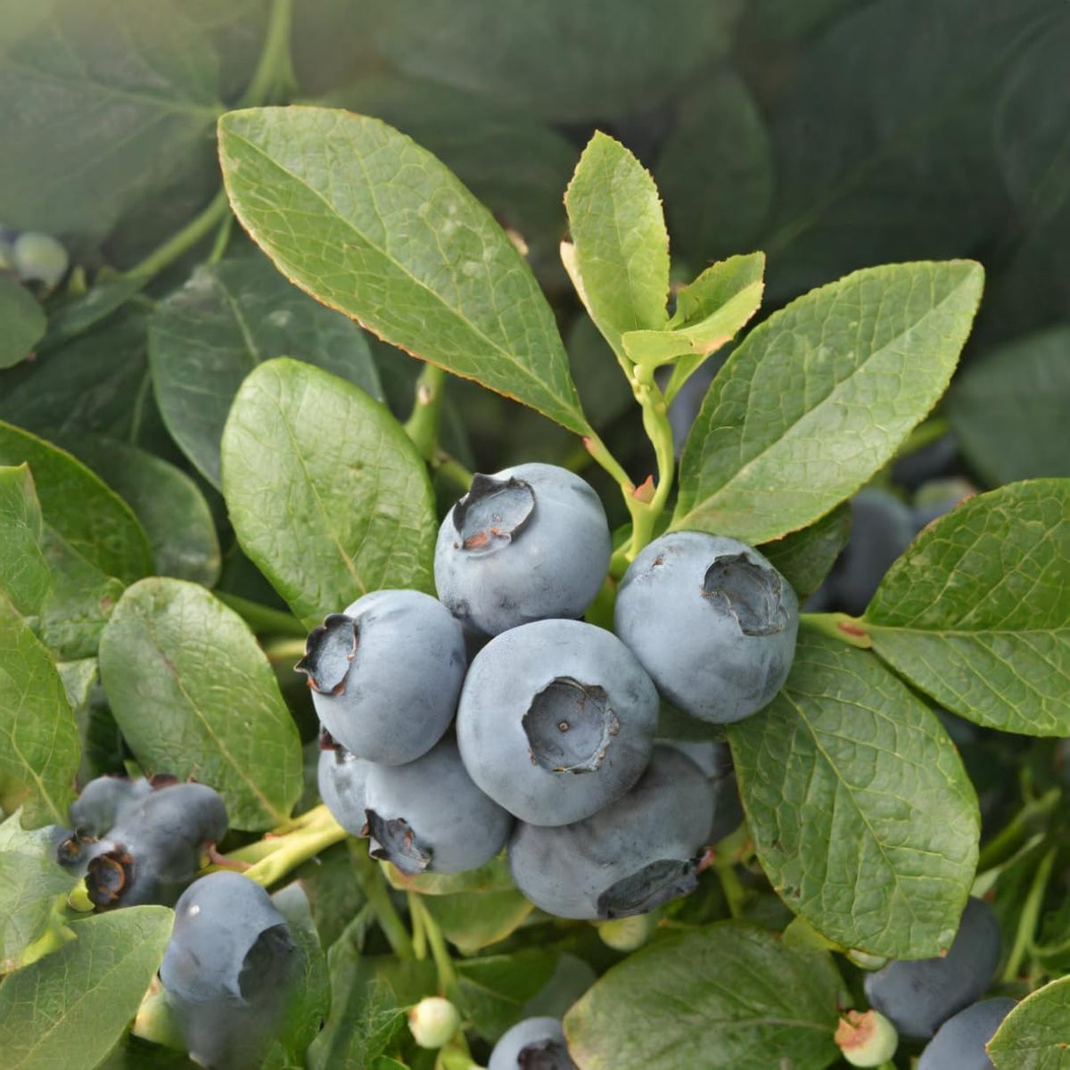 Natural Blueberry Extract 700g, 3-Pack