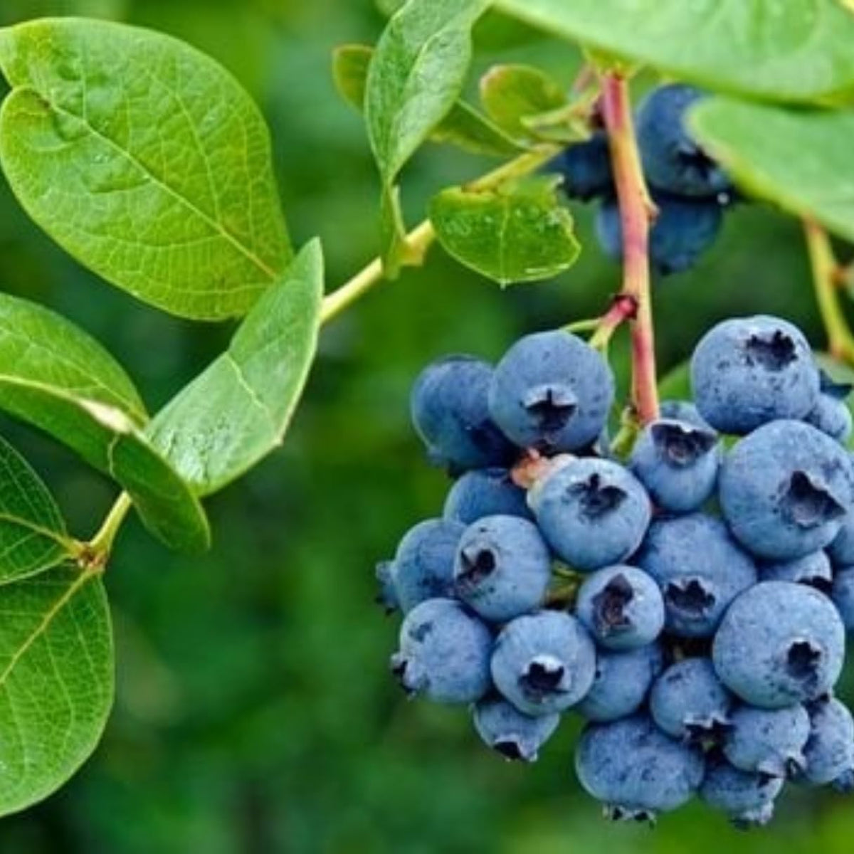 Natural Blueberry Extract 700g, 3-Pack