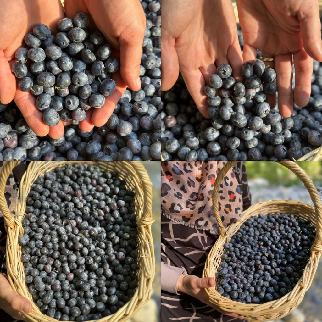 Natural Blueberry Extract 700g, 3-Pack